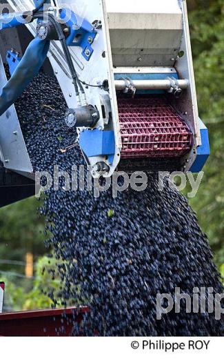 VENDANGES A LA MACHINE, AOC BORDEAUX SUPERIEUR, VIGNOBLE DU BORDELAIS. (33V46734.jpg)