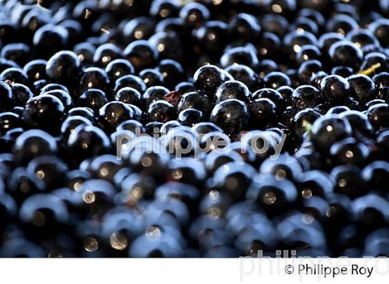VENDANGES A LA MACHINE, AOC BORDEAUX SUPERIEUR, VIGNOBLE DU BORDELAIS. (33V46804.jpg)