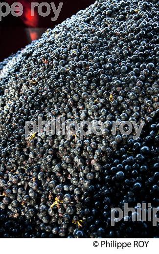 VENDANGES A LA MACHINE, AOC BORDEAUX SUPERIEUR, VIGNOBLE DU BORDELAIS. (33V46807.jpg)