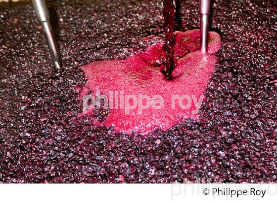 VINIFICATION, REMONTAGE  MOUT DE VENDANGE ROUGE, CHATEAU LA LOUBIERE, VINS DE BORDEAUX. (33V46818.jpg)