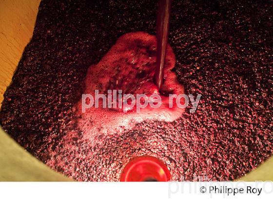 VINIFICATION, REMONTAGE  MOUT DE VENDANGE ROUGE, CHATEAU LA LOUBIERE, VINS DE BORDEAUX. (33V46821.jpg)