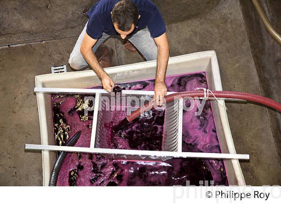 VINIFICATION, REMONTAGE  MOUT DE VENDANGE ROUGE, CHATEAU LA LOUBIERE, VINS DE BORDEAUX. (33V46828.jpg)