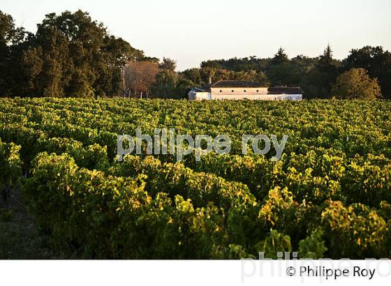 PAYSAGE VITICOLE, VIGNOBLE AOC BORDEAUX SUPERIEUR, MONTUSSAN, GIRONDE. (33V46905.jpg)