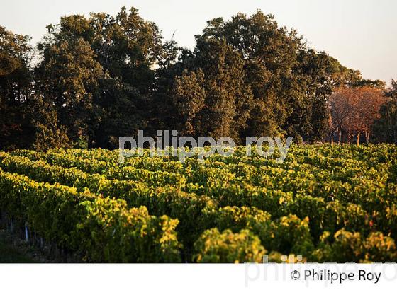 PAYSAGE VITICOLE, VIGNOBLE AOC BORDEAUX SUPERIEUR, MONTUSSAN, GIRONDE. (33V46906.jpg)