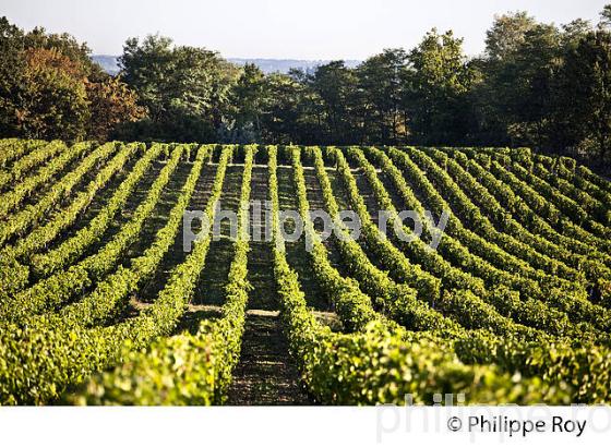 PAYSAGE VITICOLE, VIGNOBLE AOC BORDEAUX SUPERIEUR, MONTUSSAN, GIRONDE. (33V46908.jpg)