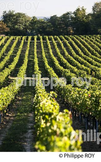 PAYSAGE VITICOLE, VIGNOBLE AOC BORDEAUX SUPERIEUR, MONTUSSAN, GIRONDE. (33V46910.jpg)