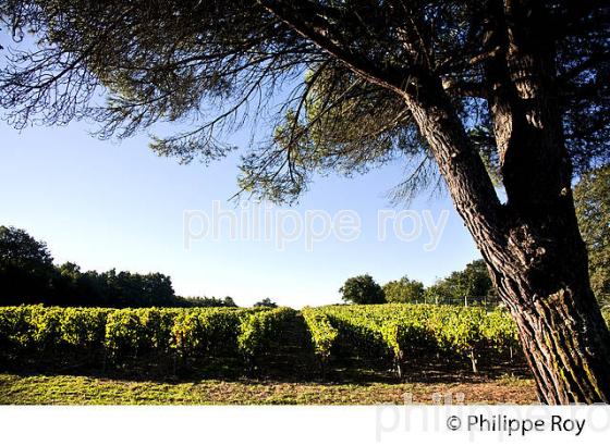 PAYSAGE VITICOLE, VIGNOBLE AOC BORDEAUX SUPERIEUR, MONTUSSAN, GIRONDE. (33V46915.jpg)