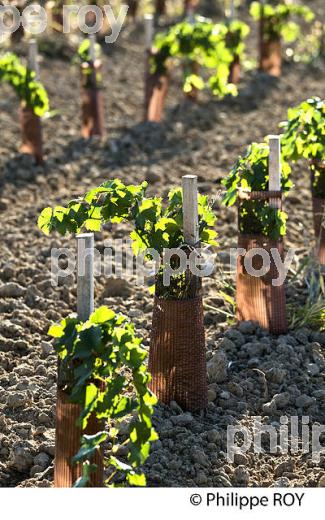 PLANTATION VIGNE, VIGNOBLE DE BORDEAUX, GIRONDE (33V46919.jpg)