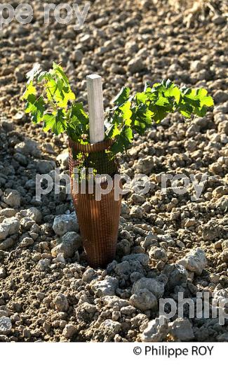 PLANTATION VIGNE, VIGNOBLE DE BORDEAUX, GIRONDE (33V46920.jpg)