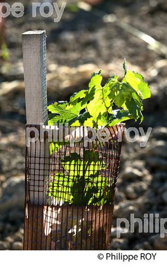 PLANTATION VIGNE, VIGNOBLE DE BORDEAUX, GIRONDE (33V46923.jpg)