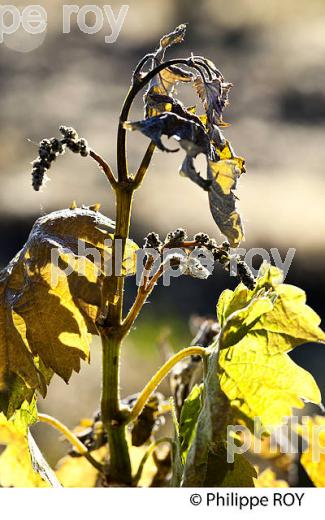 GEL DE LA VIGNE , LE 27 AVRIL 2017, VIGNOBLE DE BORDEAUX, GIRONDE. (33V46939.jpg)