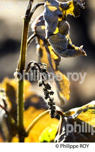 GEL DE LA VIGNE , LE 27 AVRIL 2017, VIGNOBLE DE BORDEAUX, GIRONDE. (33V46940.jpg)