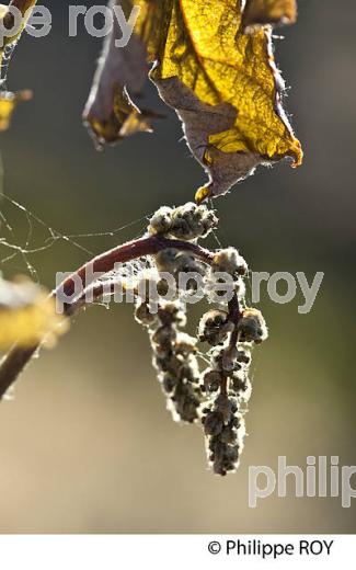 GEL DE LA VIGNE , LE 27 AVRIL 2017, VIGNOBLE DE BORDEAUX, GIRONDE. (33V47001.jpg)