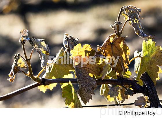 GEL DE LA VIGNE , LE 27 AVRIL 2017, VIGNOBLE DE BORDEAUX, GIRONDE. (33V47007.jpg)