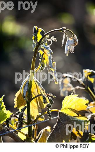 GEL DE LA VIGNE , LE 27 AVRIL 2017, VIGNOBLE DE BORDEAUX, GIRONDE. (33V47015.jpg)