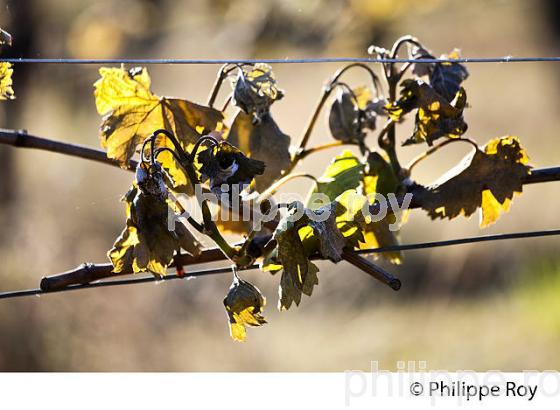 GEL DE LA VIGNE , LE 27 AVRIL 2017, VIGNOBLE DE BORDEAUX, GIRONDE. (33V47016.jpg)