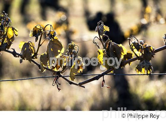 GEL DE LA VIGNE , LE 27 AVRIL 2017, VIGNOBLE DE BORDEAUX, GIRONDE. (33V47017.jpg)