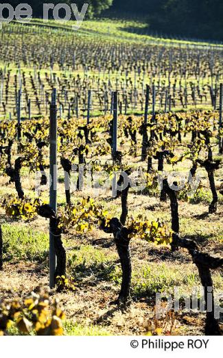 GEL DE LA VIGNE , LE 27 AVRIL 2017, VIGNOBLE DE BORDEAUX, GIRONDE. (33V47025.jpg)