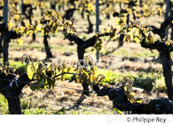 GEL DE LA VIGNE , LE 27 AVRIL 2017, VIGNOBLE DE BORDEAUX, GIRONDE. (33V47027.jpg)