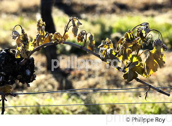 GEL DE LA VIGNE , LE 27 AVRIL 2017, VIGNOBLE DE BORDEAUX, GIRONDE. (33V47029.jpg)