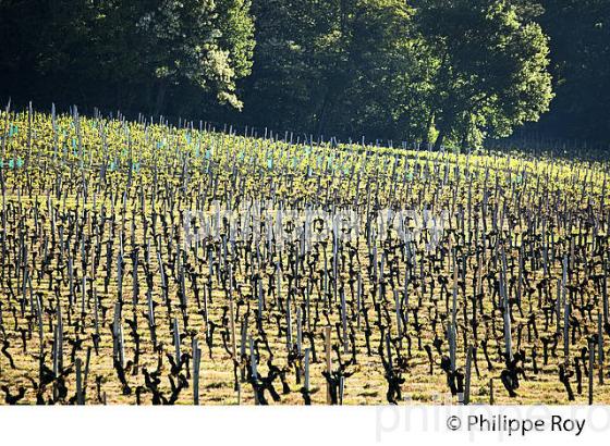 GEL DE LA VIGNE , LE 27 AVRIL 2017, VIGNOBLE DE BORDEAUX, GIRONDE. (33V47032.jpg)