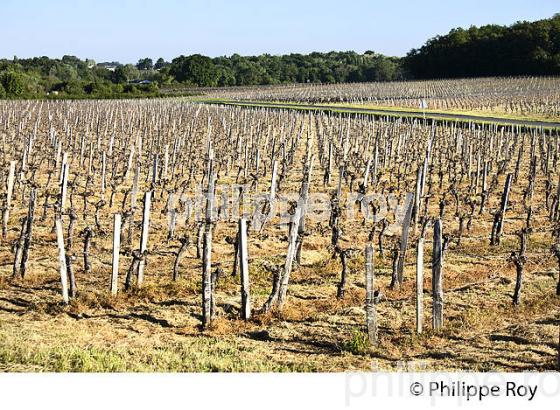 GEL DE LA VIGNE , LE 27 AVRIL 2017, VIGNOBLE DE BORDEAUX, GIRONDE. (33V47033.jpg)