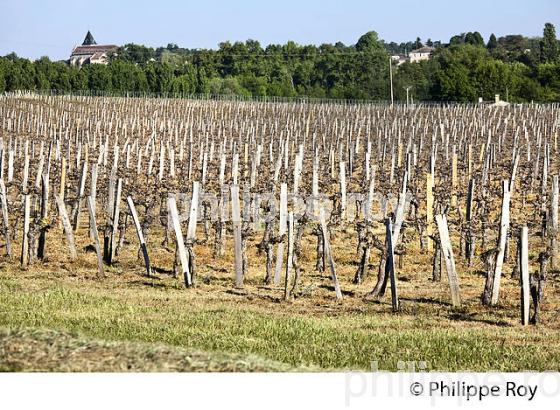 GEL DE LA VIGNE , LE 27 AVRIL 2017, VIGNOBLE DE BORDEAUX, GIRONDE. (33V47034.jpg)