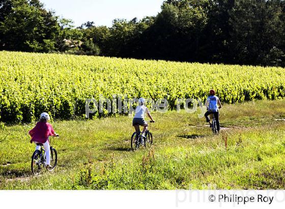 CYCLOTOURISME,  VIGNOBLE  AOC GRAVES DE PESSAC LEOGNAN, LA ROUTE DES  VINS DE BORDEAUX, GIRONDE. (33V47122.jpg)