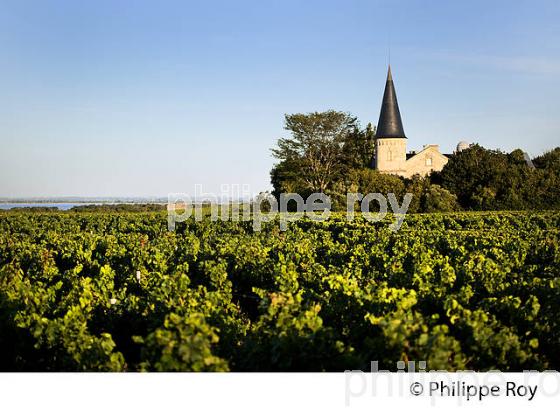 VIGNOBLE DU HAUT MEDOC  ET ESTUAIRE DE LA GIRONDE, SAINT SEURIN DE CADOURNE. (33V47222.jpg)
