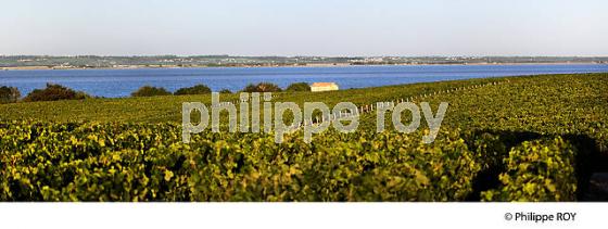 VIGNOBLE DU HAUT MEDOC  ET ESTUAIRE DE LA GIRONDE, SAINT SEURIN DE CADOURNE. (33V47225.jpg)