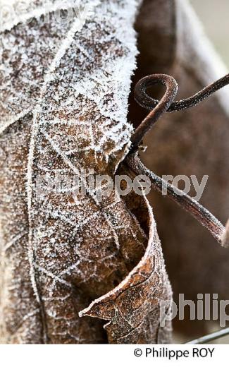 GIVRE SUR FEUILLE DE VIGNE   EN HIVER, VIGNOBLE DE BORDEAUX. (33V47334.jpg)