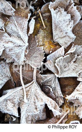 GIVRE SUR FEUILLE DE VIGNE   EN HIVER, VIGNOBLE DE BORDEAUX. (33V47335.jpg)