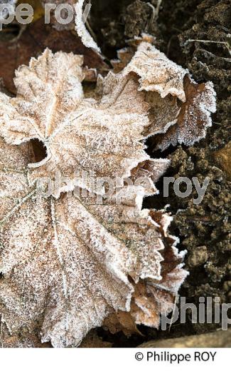 GIVRE SUR FEUILLE DE VIGNE   EN HIVER, VIGNOBLE DE BORDEAUX. (33V47337.jpg)