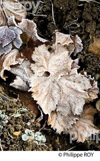 GIVRE SUR FEUILLE DE VIGNE   EN HIVER, VIGNOBLE DE BORDEAUX. (33V47338.jpg)