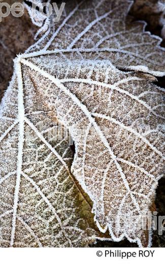 GIVRE SUR FEUILLE DE VIGNE   EN HIVER, VIGNOBLE DE BORDEAUX. (33V47402.jpg)