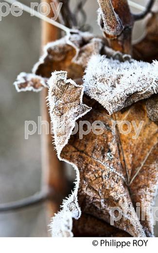 GIVRE SUR FEUILLE DE VIGNE   EN HIVER, VIGNOBLE DE BORDEAUX. (33V47404.jpg)