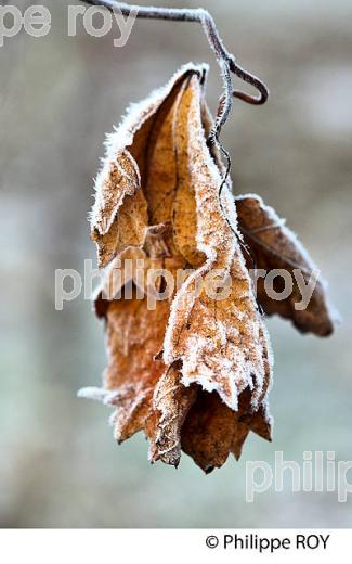 GIVRE SUR FEUILLE DE VIGNE   EN HIVER, VIGNOBLE DE BORDEAUX. (33V47405.jpg)