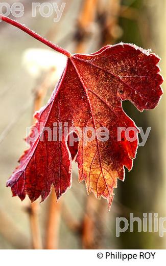 GIVRE SUR FEUILLE DE VIGNE  A L' AUTOMNE,  VIGNOBLE DE BORDEAUX. (33V47408.jpg)