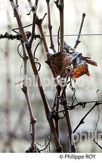 GIVRE SUR FEUILLE ET BOIS  DE VIGNE   EN HIVER, VIGNOBLE DE BORDEAUX. (33V47412.jpg)