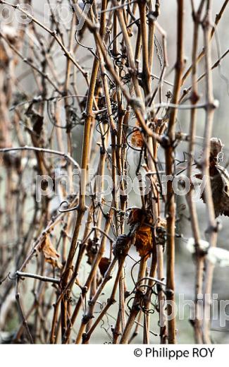 GIVRE SUR FEUILLE ET BOIS  DE VIGNE   EN HIVER, VIGNOBLE DE BORDEAUX. (33V47413.jpg)