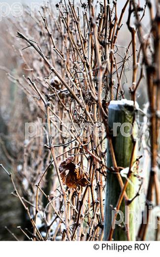 GIVRE SUR FEUILLE ET BOIS  DE VIGNE   EN HIVER, VIGNOBLE DE BORDEAUX. (33V47414.jpg)