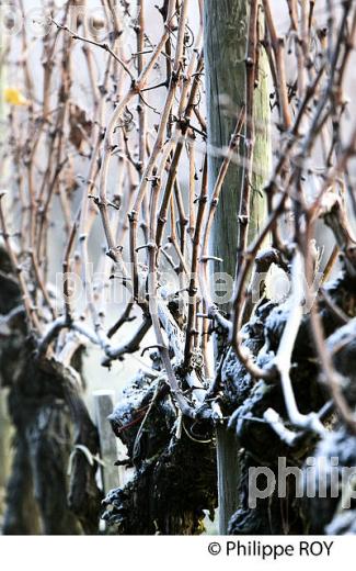 GIVRE SUR FEUILLE ET BOIS  DE VIGNE   EN HIVER, VIGNOBLE DE BORDEAUX. (33V47415.jpg)