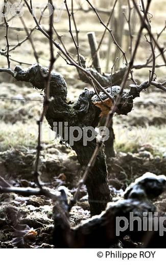 GIVRE SUR CEP DE VIGNE ,  EN HIVER, VIGNOBLE DE BORDEAUX. (33V47422.jpg)