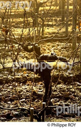 GIVRE SUR CEP DE VIGNE ,  EN HIVER, VIGNOBLE DE BORDEAUX. (33V47423-ok.jpg)