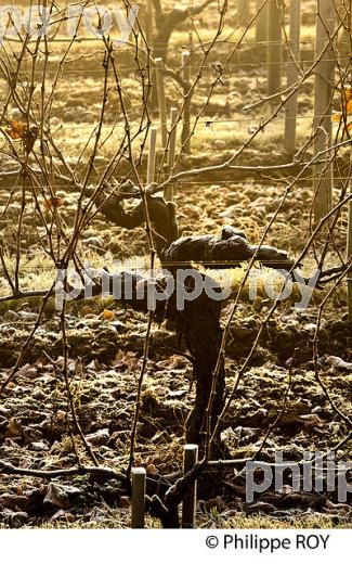 GIVRE SUR CEP DE VIGNE ,  EN HIVER, VIGNOBLE DE BORDEAUX. (33V47423.jpg)