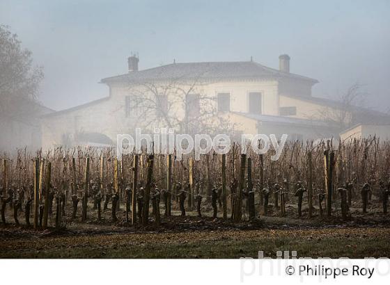 MAISON GIRONDINE ET PAYSAGE VITICOLE   EN HIVER, VIGNOBLE DE BORDEAUX. (33V47427.jpg)