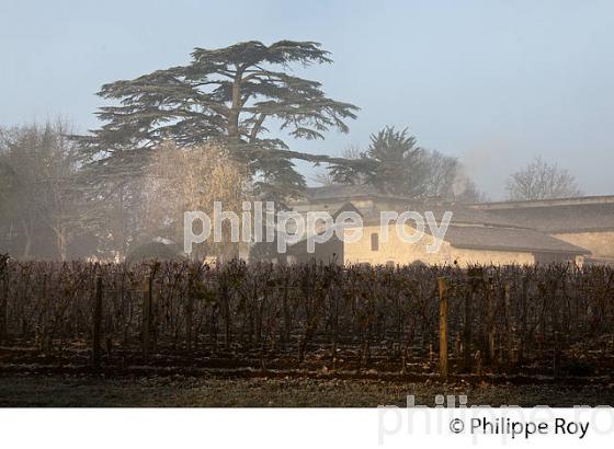 MAISON GIRONDINE ET PAYSAGE VITICOLE   EN HIVER, VIGNOBLE DE BORDEAUX. (33V47428.jpg)