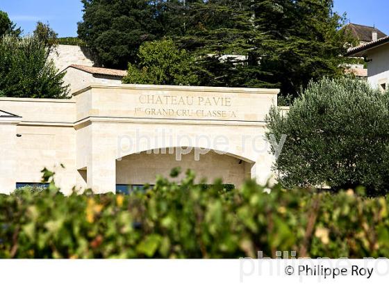 VIGNOBLE ET CHATEAU  PAVIE , 1ER GRAND CRU CLASSE, AOC SAINT-EMILION, GIRONDE. (33V47510.jpg)
