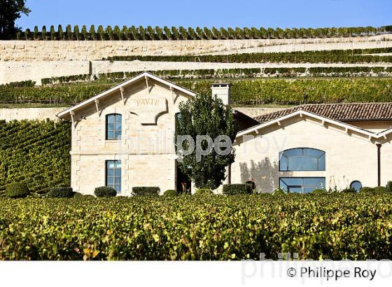 VIGNOBLE ET CHATEAU  PAVIE , 1ER GRAND CRU CLASSE, AOC SAINT-EMILION, GIRONDE. (33V47516.jpg)