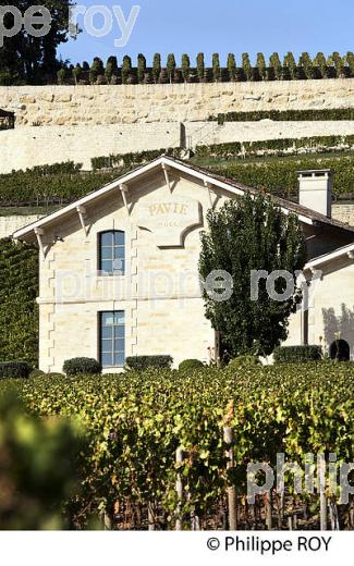 VIGNOBLE ET CHATEAU  PAVIE , 1ER GRAND CRU CLASSE, AOC SAINT-EMILION, GIRONDE. (33V47517.jpg)